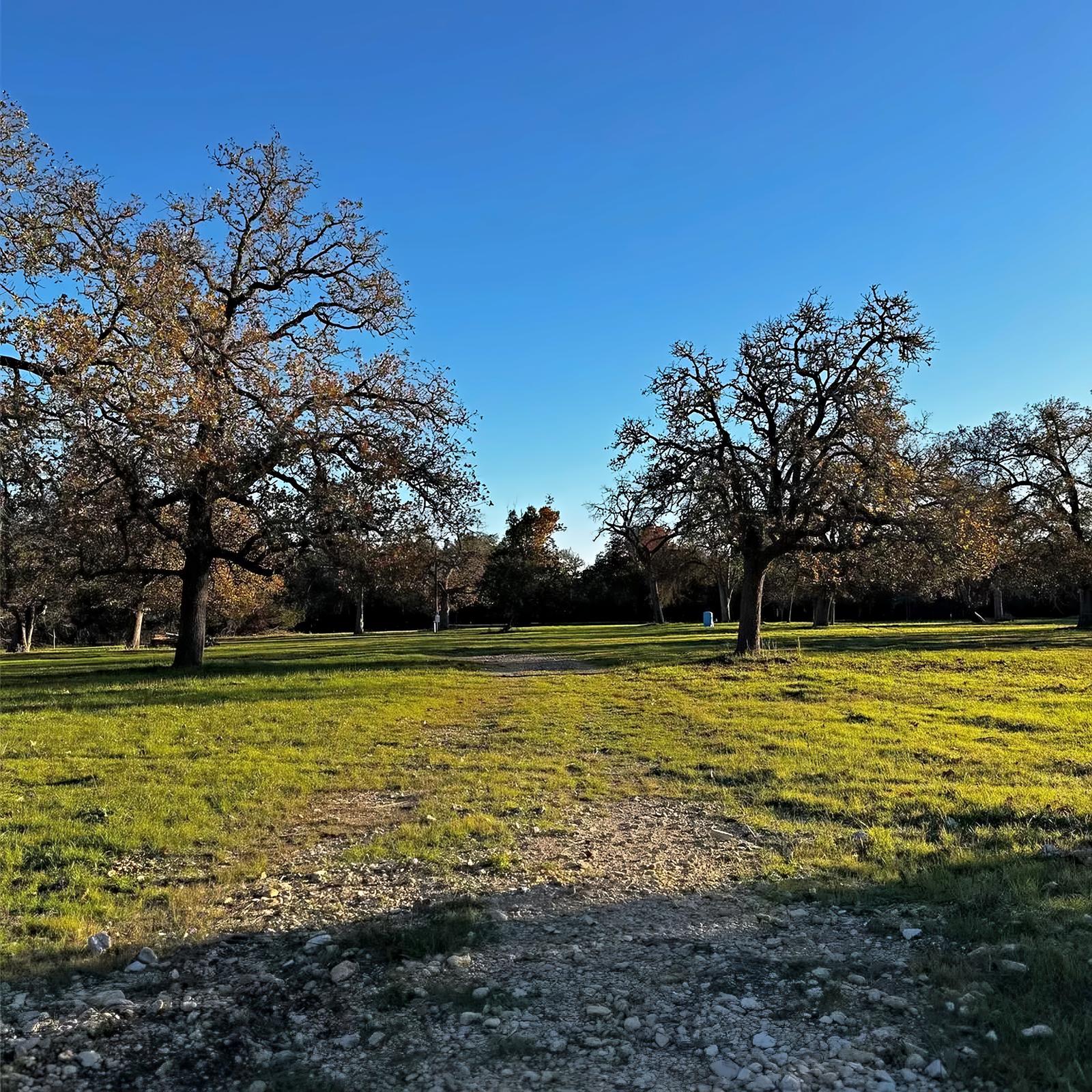 Two large oaks over a green meadow with a mowed path