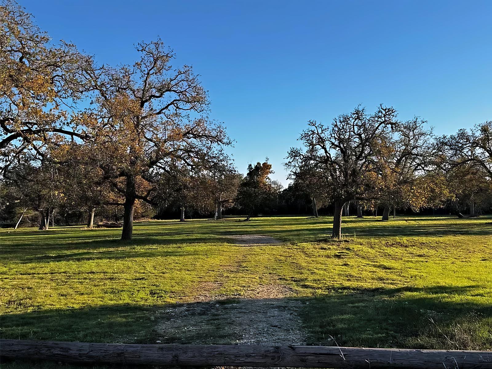 Mowed drive between oaks across the meadow