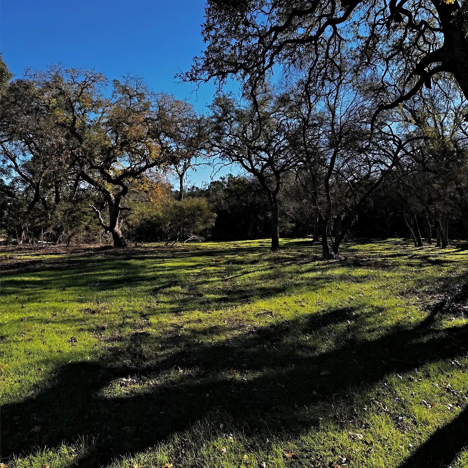 Open meadow with oak shadows stretching across green grass